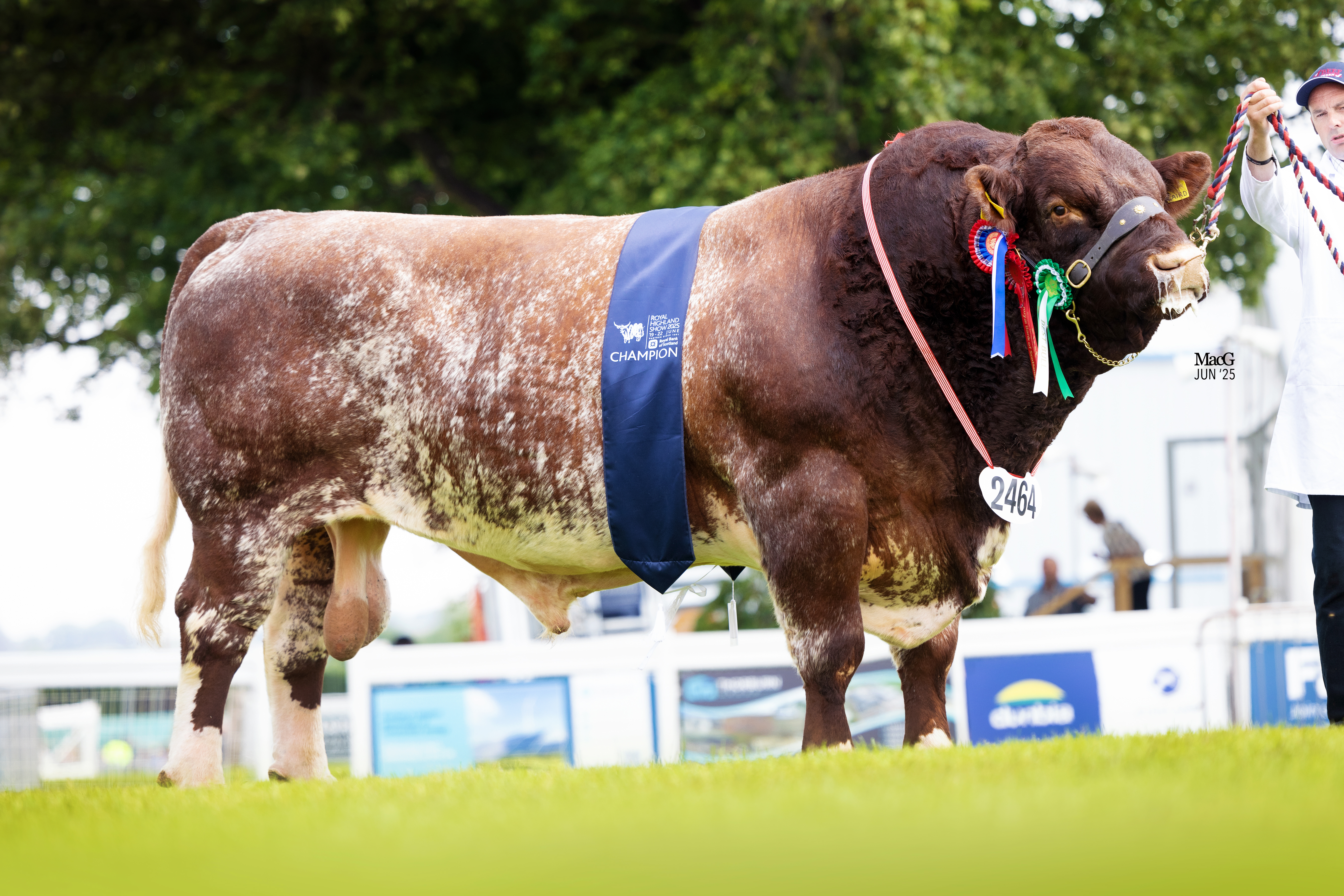 Beef Shorthorn Champion Hildaland Laird 5700 (3)