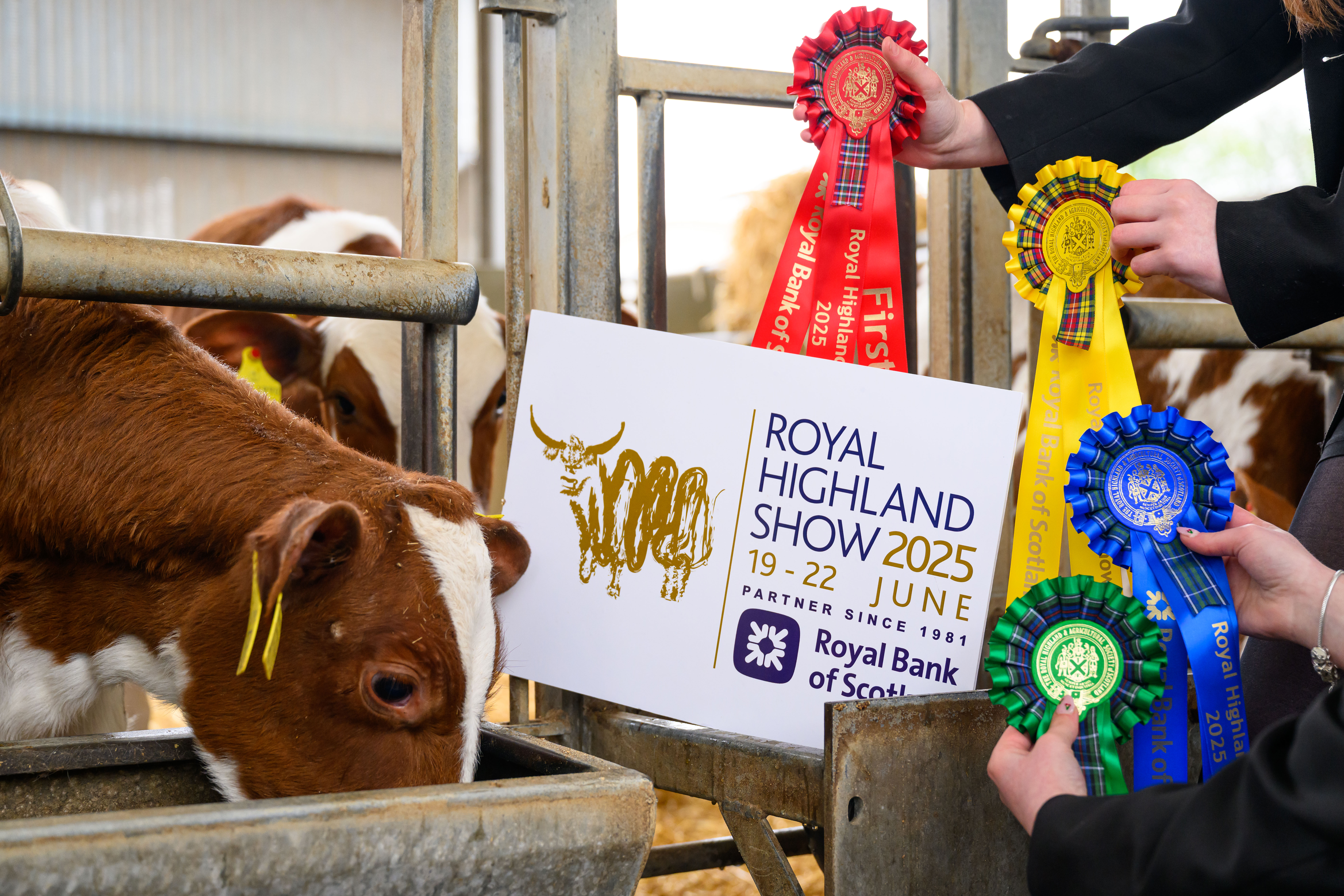 Bright rosette ribbons and milk bottle masterpieces! Shortlisted rosette & milk bottle designs for Royal Highland Show announced.